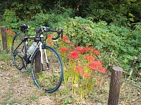 小山内裏公園の彼岸花