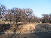 相模原北公園。梅は5分咲きかな