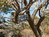 ええ？紅梅なの？