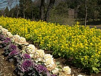 こもれびの里入口の菜の花