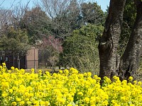 奥の紅梅と合わせて撮りたかったが失敗