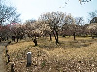 花木園梅園