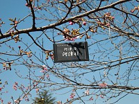 河津桜は咲き始め