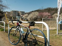 高尾梅郷　遊歩道対岸