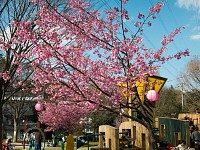 地元の乞田貝取ふれあい広場の河津桜