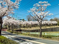 これから登る日大三高の坂