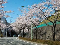 これから登る方の桜通り