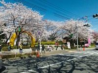 さくら祭り開催中で自転車も入れません