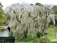 枝垂れ桜は見頃を過ぎていた