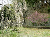 奥の桜は頑張っている