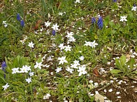 雪割草かな