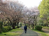 尾根緑道。今日は遊歩道をゆっくり進む