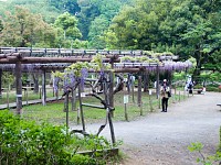 薬師池公園の藤棚