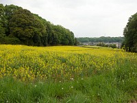 町田ぼたん園のそばの菜の花