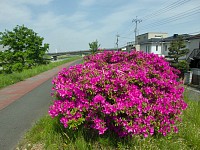 浅川サイクリングロードのつつじ