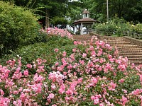 花木園には薔薇が残っていました。