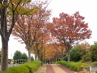 尾根緑道の紅葉