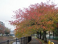 乞田川の桜