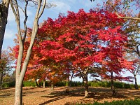 夕陽が紅葉をより赤く染める