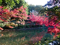 カワセミは向こう岸に出現するらしい