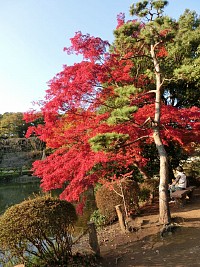 今年の紅葉はやけに赤い