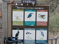 築池の水鳥