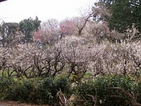 一本杉公園付近