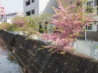 生田駅東の河津桜