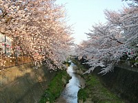 稲城市役所裏の三沢川