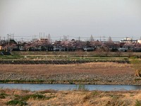 多摩サイ側の桜も見頃になってきた