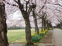 水仙と桜をなんとか収めようとしていた女性が前でうろうろ