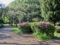 突然ですが、尾根緑道