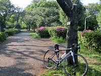 桜も終わり、躑躅の季節