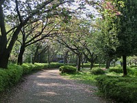 八重桜も終わり