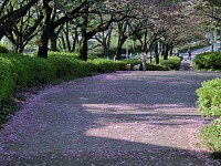 八重桜の花びらの絨毯を見るのは久しぶりかな