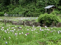 多摩市　中沢池公園