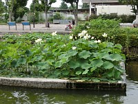 府中市　郷土の森公園・修景池の大賀ハス