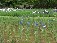 手入れはされているが、少し時期が遅いか。中沢池公園のほうが少し良い感じ