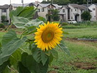 町田市南大谷