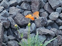 線路脇の花にとまる蝶々を撮影していたら