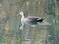 見附橋のそばの築池のカルガモ