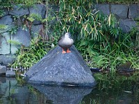 暇そうなカルガモ