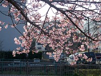 河津桜ではないだろうな