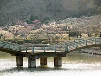 薬師池公園。薬師池に水が戻った