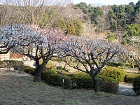 西日なのでこの程度