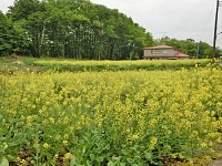 ぼたん園のそばの菜の花畑