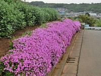 芝桜も少し