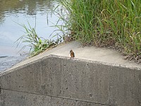 カワセミ。300mmでもこんなもの