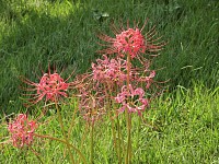 彼岸花はたまに咲いている