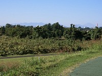 丹沢から富士山